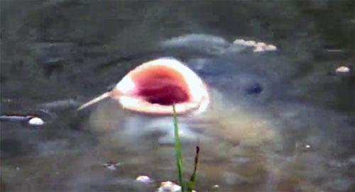 crapii - surface-carp-1.jpg